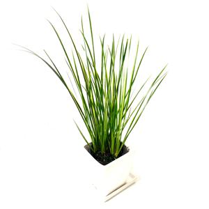 공기정화식물 무늬석창포 인테리어 꽃 사각/원형 도자기화분