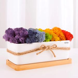 [리퍼]스칸디아모스 천연이끼 미세먼지 공기정화 음지식물 무지개모스 공기청정 센터피스