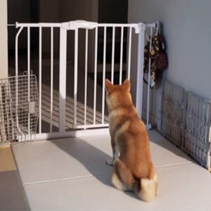 이지도어 반려견 소형견 애견 강아지 안전문 애견출입문 펫도어 견문 1자 울타리 현관 펜스