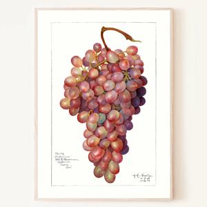 빈티지 포도송이 그림 grape 과일 포스터 액자