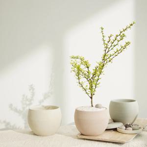 [5% 쿠폰!] 앙증맞은 꽃을 지닌 황금매자 자체제작 원형팟 (4 colors)