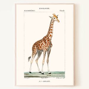 빈티지 기린 그림 포스터 동물 giraffe 인테리어 액자