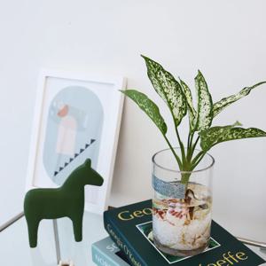 아글라오네마 스노우 수경식물 + 투명유리병 / 윤슬 스티커 증정