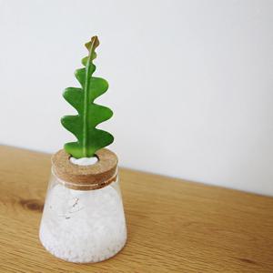 키우기쉬운 식물 DIY 피쉬본 코르크 수경재배식물 세트(자연석 화이트스톤+솜 포함)