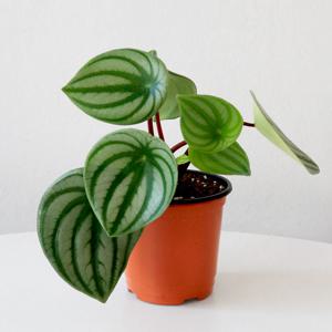 수박페페 페페로미아 싱그러운 소형 식물 모종