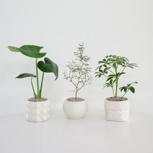 [1+1] 나의 마음 달래주는 감성 공기정화식물