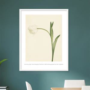 김중만, morning light tulip (bangkok thailand 1995) 액