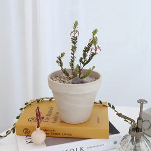 크랜베리 나무 소 + 스팡 기본형 화이트컬러 13cm