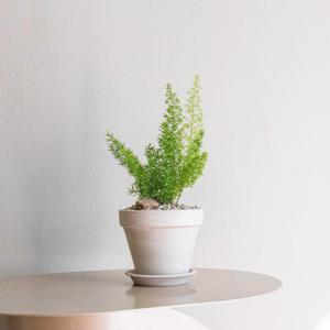 아스파라거스 메이리 여우꼬리를 닮은 소형 식물