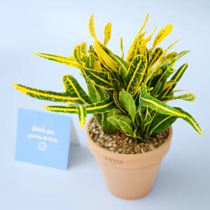 바나나크로톤 미니 빈티지 앙비까사 소형토분