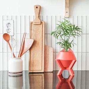 테이블야자_실내공기정화 수경재배 식물 마씨 4colors