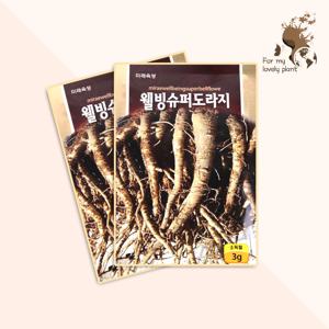 웰빙슈퍼도라지 3g 미래종묘 민족특수 씨앗