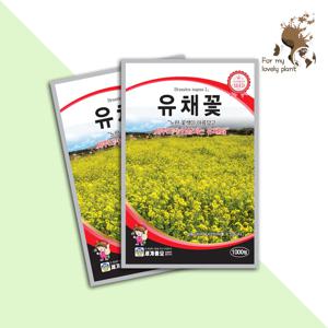 유채꽃 1000립 세계종묘 화훼류 씨앗 야생화