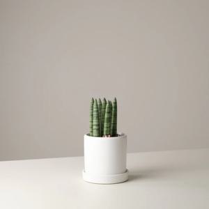 미니 스투키 흰색 도자기 화분 (1:1 식물케어)