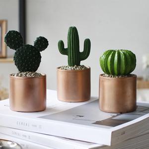 골드 선인장 3종 set