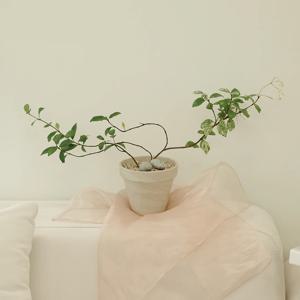 백화등 모음_무늬 백화등 분홍백화등 초설백화등_넝쿨식물 인테리어 감성 식물