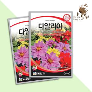 다알리아 100립 세계종묘 화훼류 씨앗