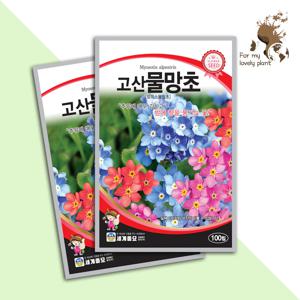 고산물망초 100립 세계종묘 화훼류 씨앗
