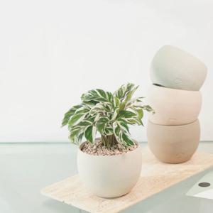 [5% 쿠폰!] 무늬식물 칼라데아 퓨전화이트 + 자체제작 SSP 원형팟 (4 colors)