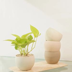 [5% 쿠폰!] 무늬식물 형광 스킨답서스 + 자체제작 SSP 원형팟 (4 colors)