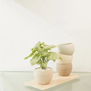 [5% 쿠폰!] 무늬식물 싱고니움 밀크컨페티 + 자체제작 SSP 원형팟 (4 colors)