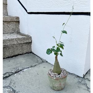 게라단투스 마크로히저스 아프리카 하트잎 구근 반려식물 - 빈티지 링토분