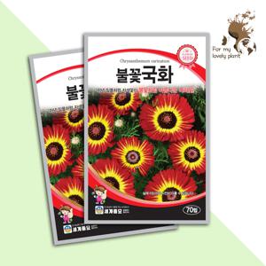 불꽃국화 70립 세계종묘 화훼류 씨앗