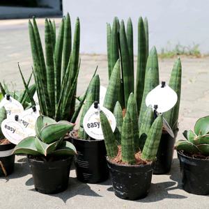 미니 스투키 모종 모음 9종