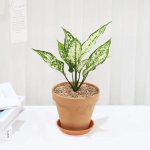 스노우사파이어 소품 공기정화식물 토분세트