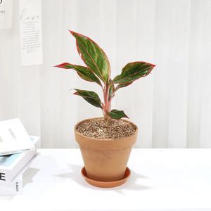 오로라 소품 공기정화식물 토분세트