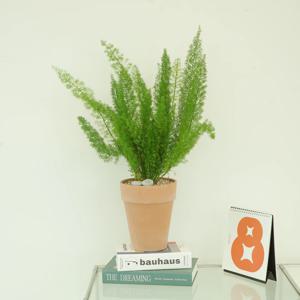 아스파라거스 메이리 여우꼬리 중대품_카페식물 희귀식물 키우기쉬운식물 반려식물