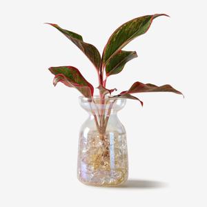 시암오로라 홀로그램 화분 수경재배 공기정화식물 인테리어 화분