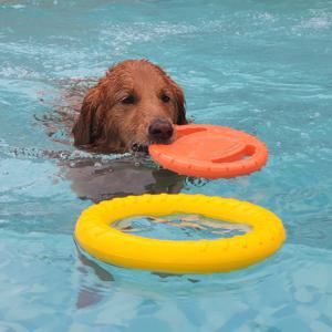 강아지 수영장 장난감 캐치미 EVA 터그링 물놀이 원반 터그놀이 빅도넛