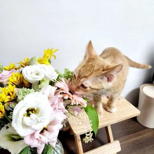 반련묘,반려견 가족 기획 생화 배송 꽃 정기배송 구독 택배