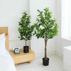산뜻한 사철 조화나무 2size