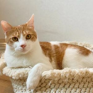 100% 순면로프 안전한 고양이 바스켓 하우스