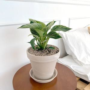 필로덴드론 버킨 중대형 토분 세트 실내 공기정화 식물