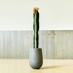 밍크 선인장 프리미엄형 (바퀴물받이 증정)