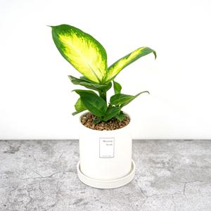 마리안느_베이직 세라믹 화분 실내공기정화식물