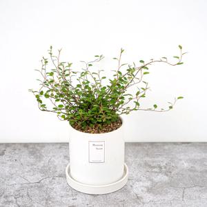 트리안_베이직 세라믹 화분 실내공기정화식물