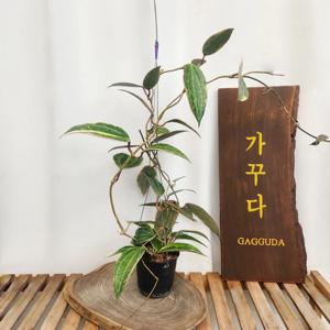 호야 마이크로알보 마크로필라 칸 리본호야(무늬종) 꼬불이호야 에어플랜트