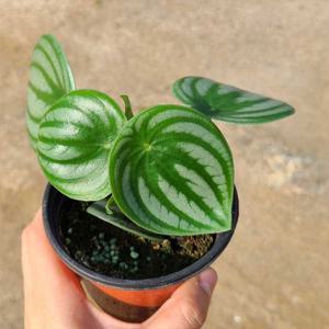 실내공기정화식물 수박페페 페페로미아 키우기 모종 화분