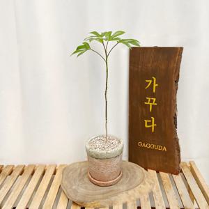 황칠나무 관엽식물 묘목 인테리어식물 개업화분