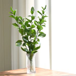 특대품 생화 루스커스 5줄기 수경재배 수생 식물 키우기