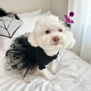 테디베어 레이스 튜튜 원피스 2colors S-2XL