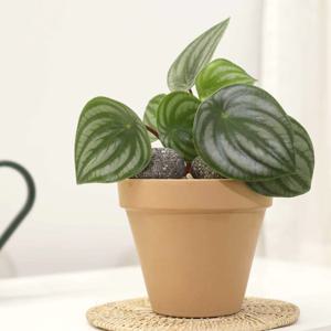 수박 페페로미아 독일토분 받침 세트 실내공기정화식물 모종 화분