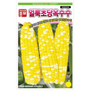 옥수수씨앗 얼룩초당옥수수(2182MR)(100립)