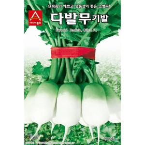 무씨앗 다발무,다발무기발 (2000립)