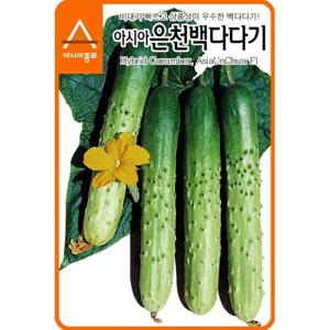 오이씨앗 신아시아은천백다다기 오이(50립)