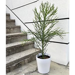 대형 알로아오디 화이트 직선 플분에 담긴 멋스러운 선인장 - 서울/경기 지역직배송 ONLY